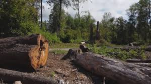  Collegedale, TN Tree Removal Pros