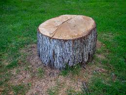 How Our Tree Care Process Works  in  Collegedale, TN
