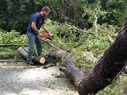 Best Tree and Shrub Care  in Collegedale, TN