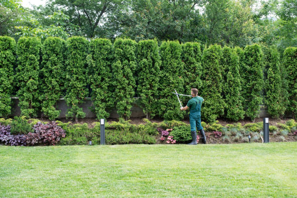 Best Tree Removal  in Collegedale, TN