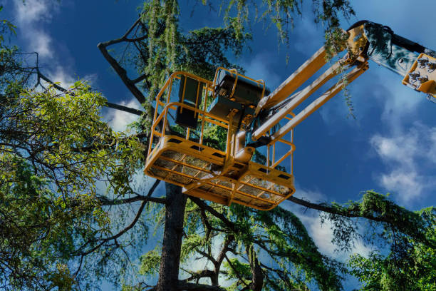 Best Tree Cabling and Bracing  in Collegedale, TN