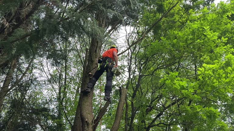 Best Palm Tree Trimming  in Collegedale, TN