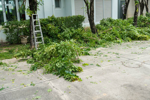 Best Tree Health Inspection  in Collegedale, TN
