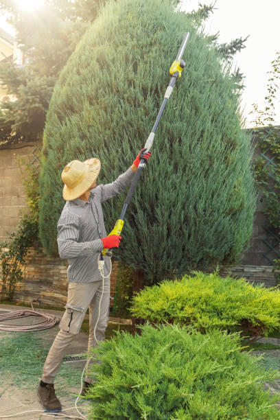 Best Utility Line Clearance  in Collegedale, TN