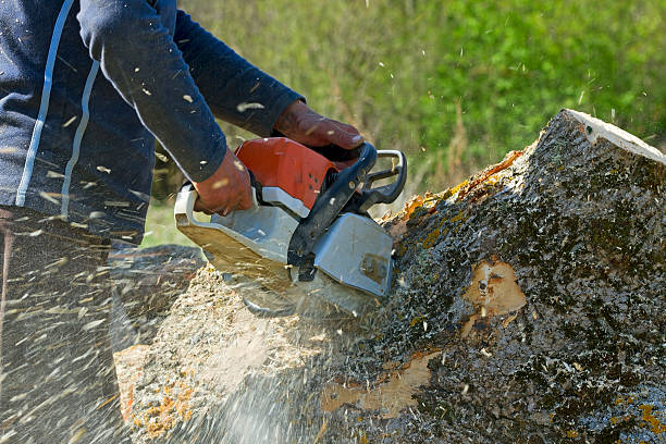 Best Landscape Design and Installation  in Collegedale, TN