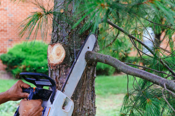 Best Hedge Trimming  in Collegedale, TN